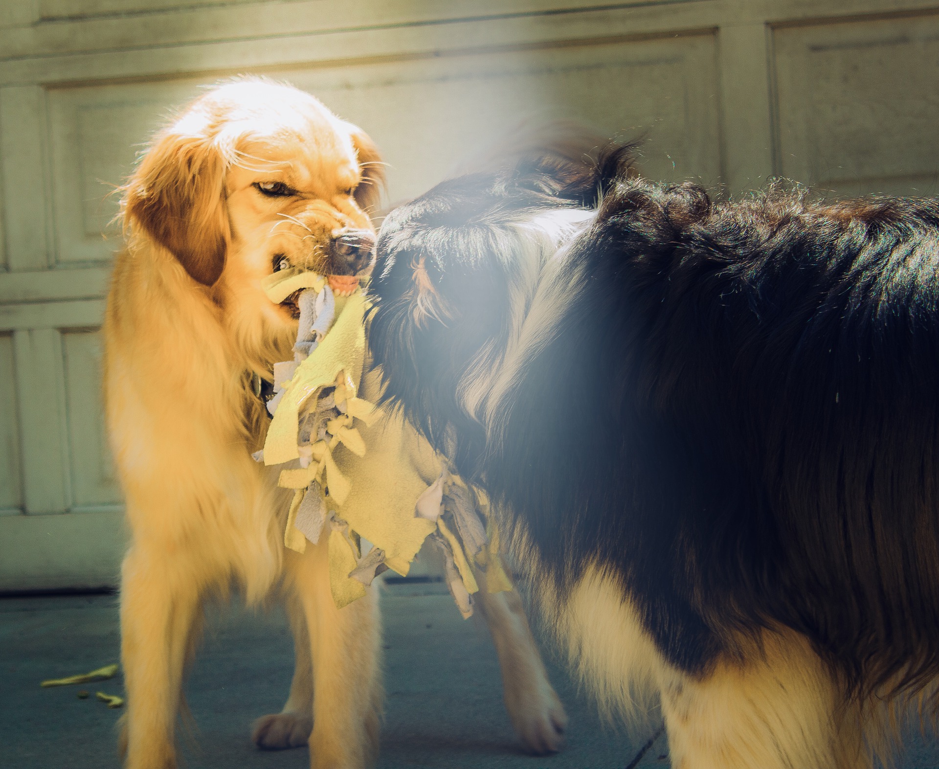 Mon Chien Aboie Sur Les Gens - Respectdogs