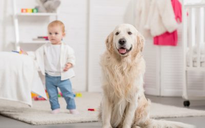 Âge Chien : Quel âge a mon chien en âge humain ?