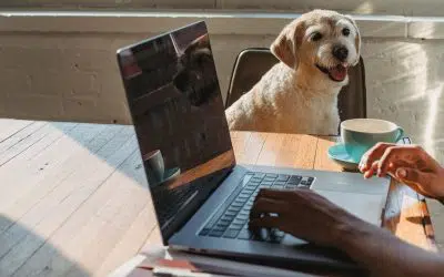 Que valent les formations éducateur canin en ligne ?