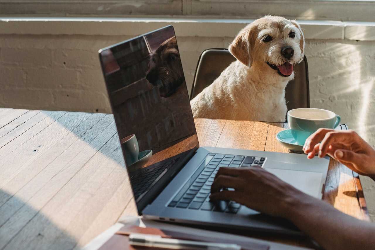 formations éducateur canin en ligne