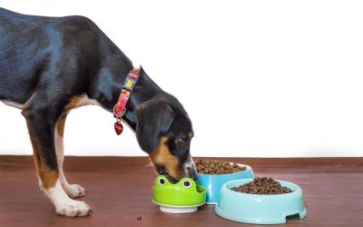 Croquette chien sans céréales : comprendre pour mieux choisir