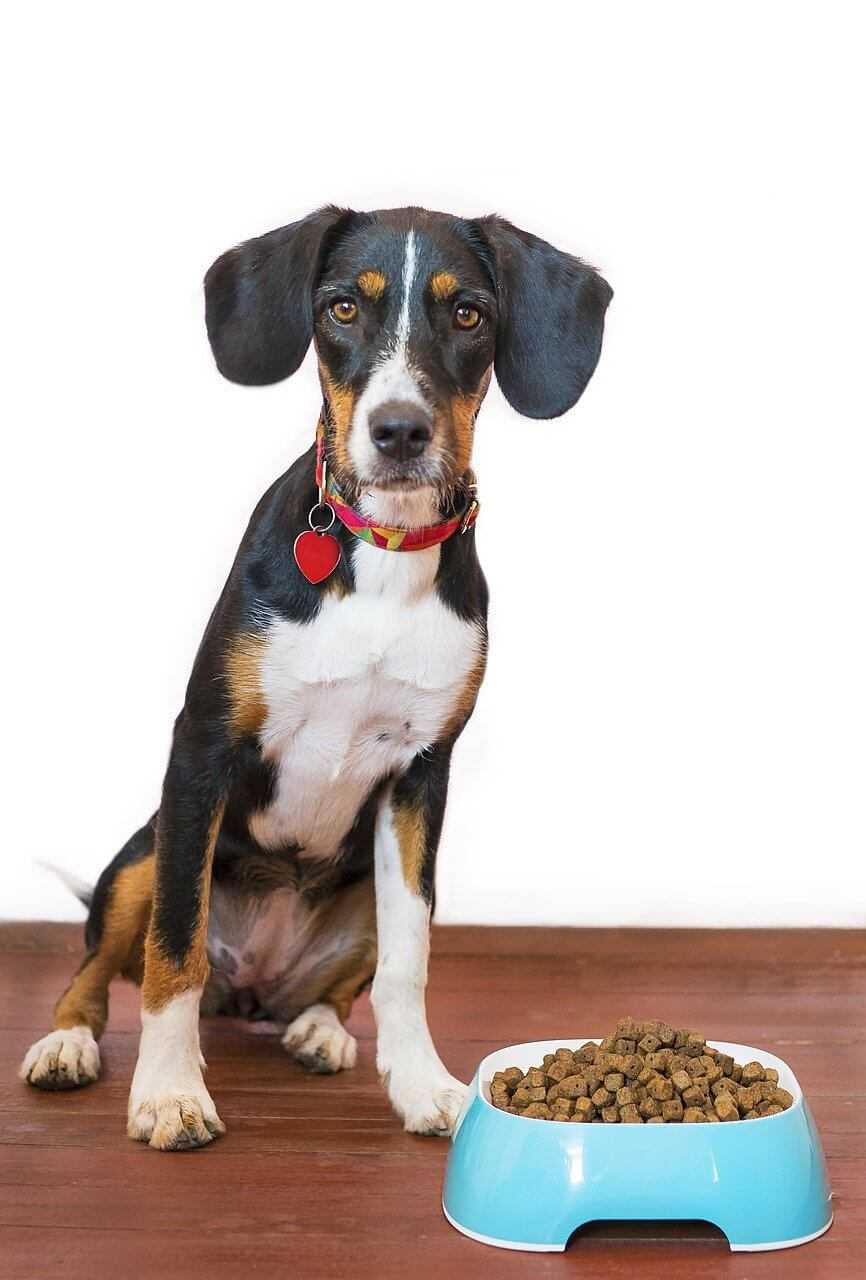 Devenir éducateur canin ou comportementaliste canin meilleure croquette chien sans cereales 1