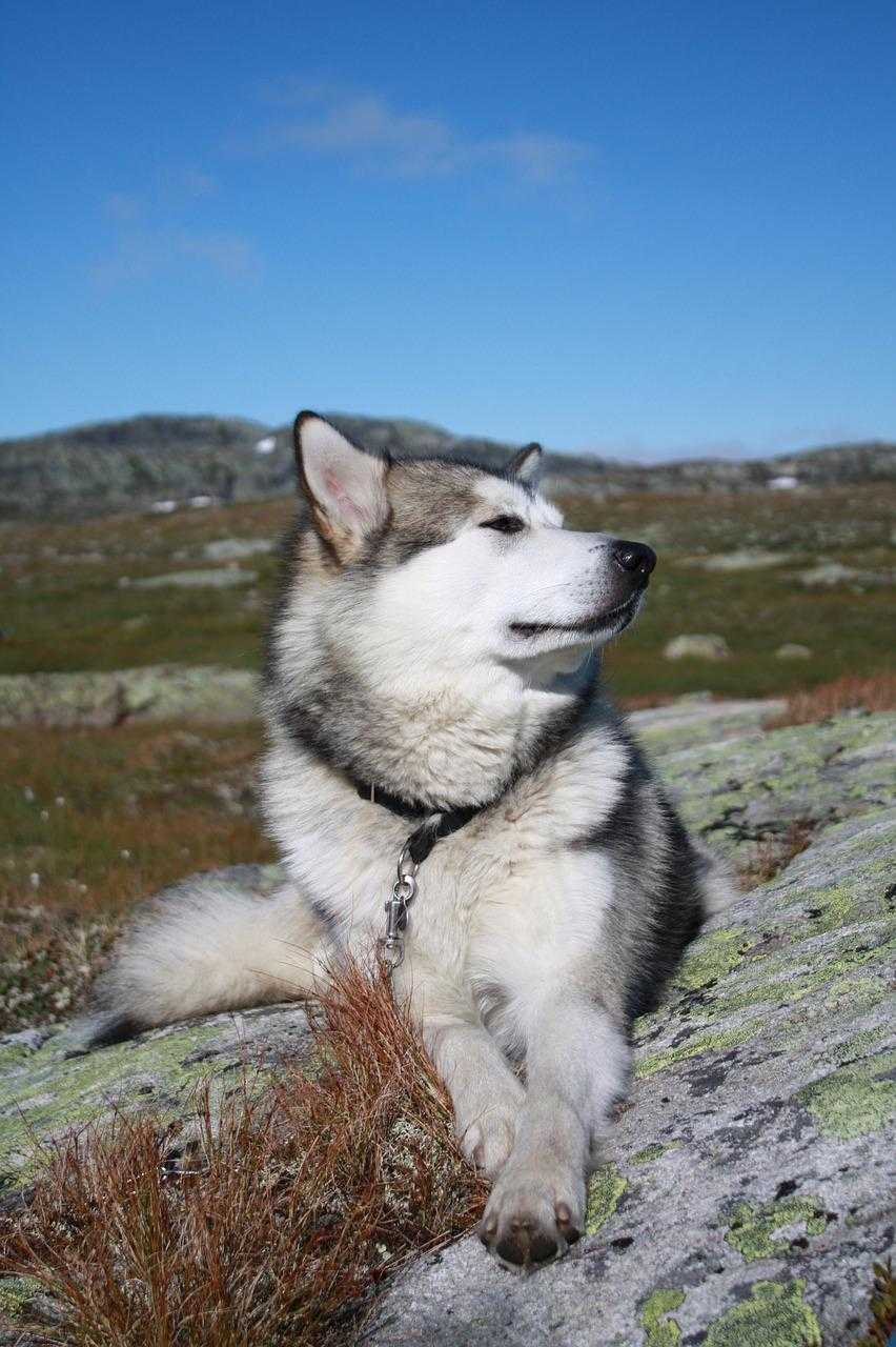 chien malamute