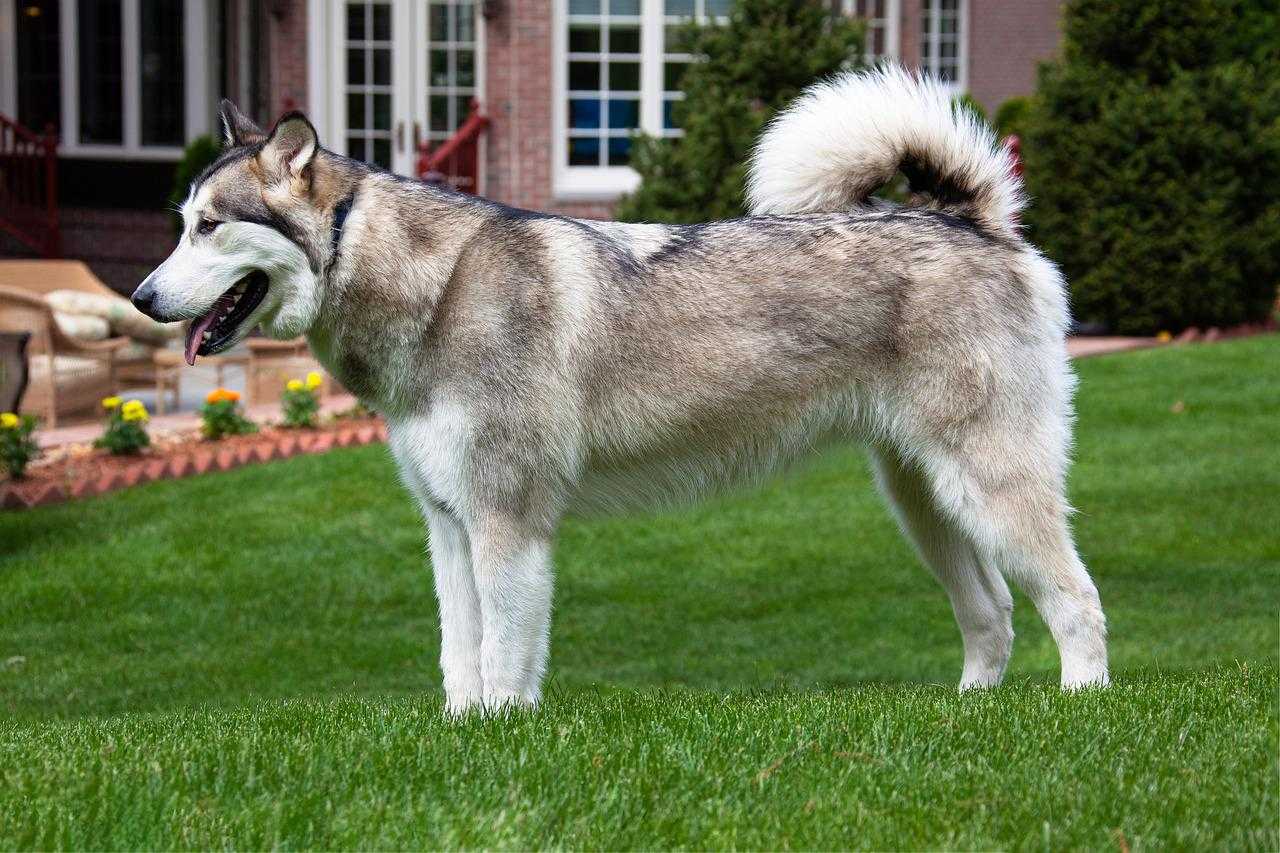 Alaskan Malamute : dossier race complet élevage malamute belgique