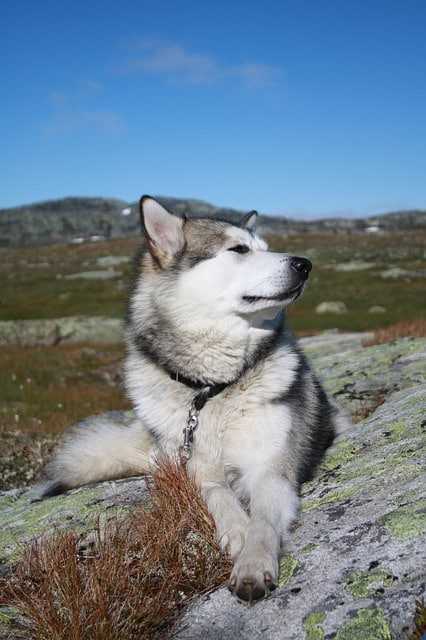 Alaskan Malamute : dossier race complet élevage malamute nouvelle aquitaine 1