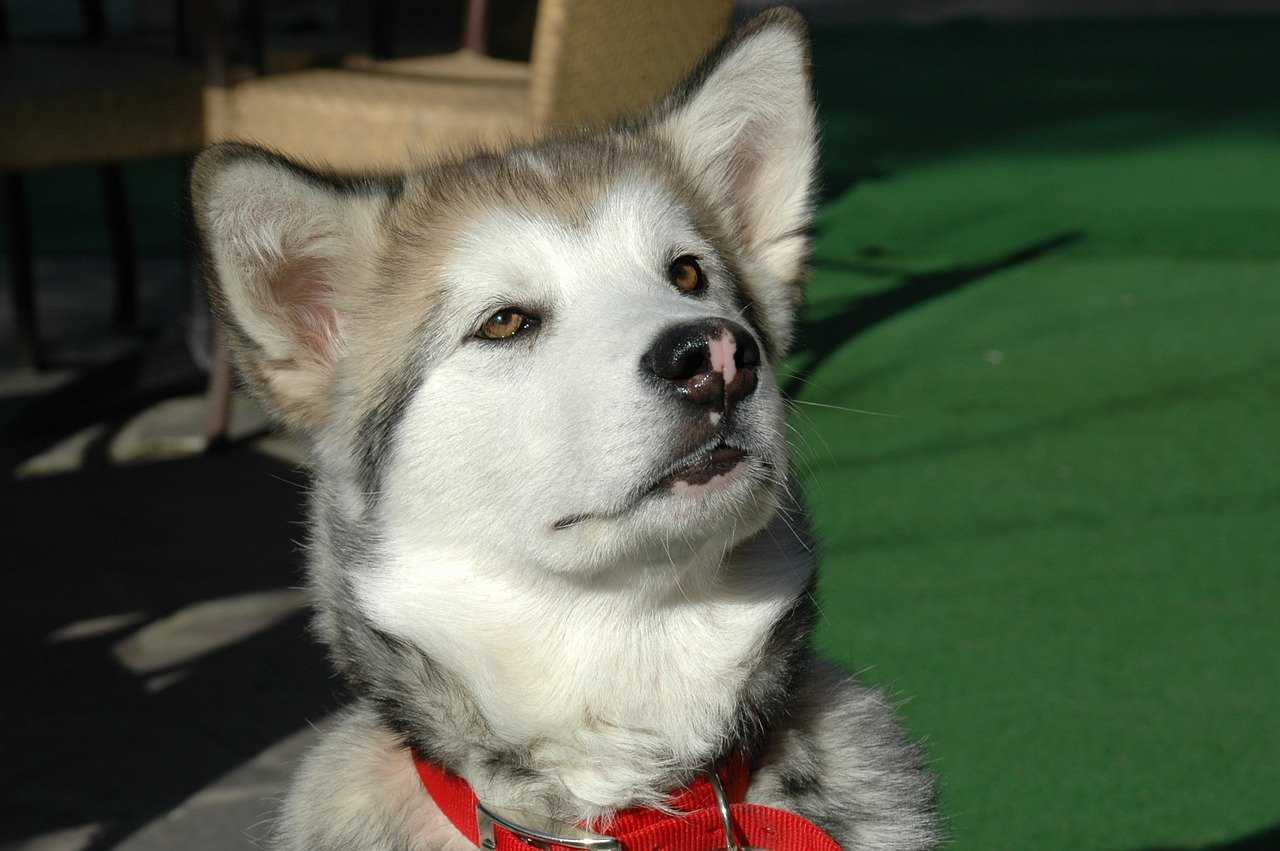 Alaskan Malamute : dossier race complet élevage malamute occitanie