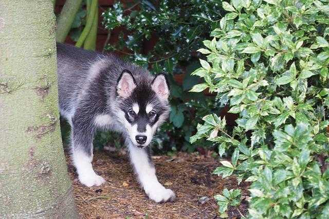 Alaskan Malamute : dossier race complet élevage malamute provence alpes côte d azur