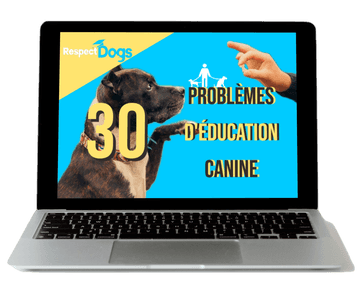 video éducation canine
