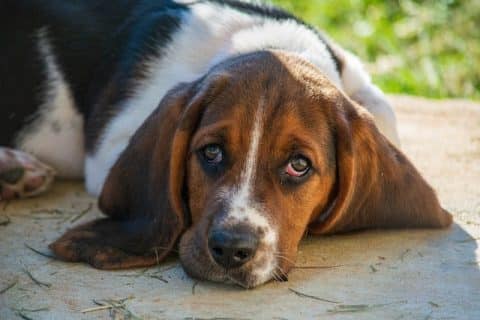 Race De Chien Calme Et Obéissant : 26 Races Vraiment Cools