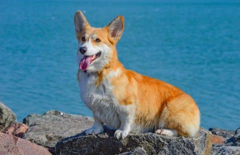 Race De Chien Calme Et Obéissant : 26 Races Vraiment Cools