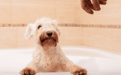 Toiletteur chien Tours : les 11 meilleures adresses pour le toilettage de ton chien