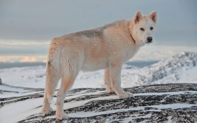 Chien du Groenland : Dossier Race Complet + 9 élevages en France