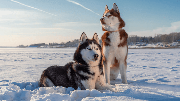 husky chien