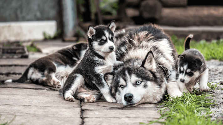 husky chiot