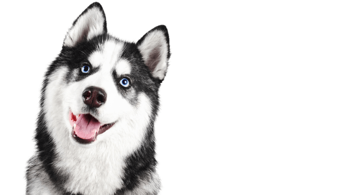 Husky Malamute