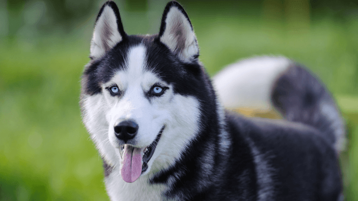 Husky Sibérien