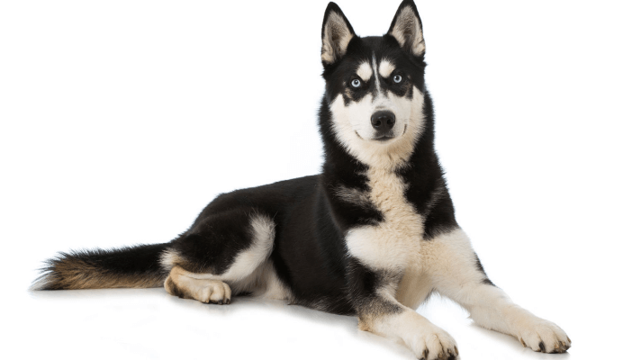 husky Siberien