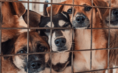 Spa Narbonne chien à adopter : les 4 meilleures adresses