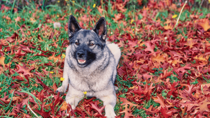 Chien d'élan norvégien gris