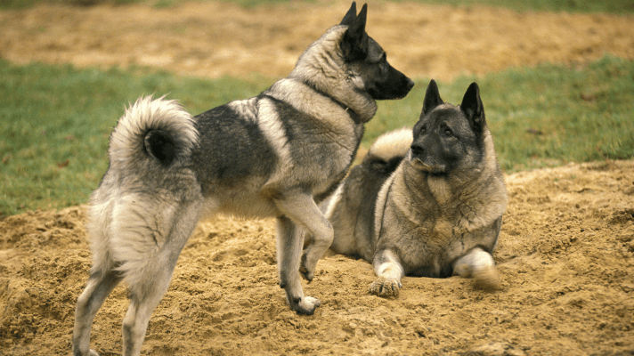 Chien d'élan norvégien gris