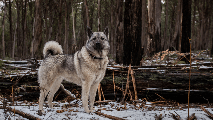 chien d'élan norvégien gris