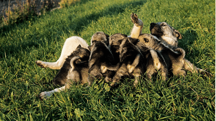 Chien d'élan norvégien gris