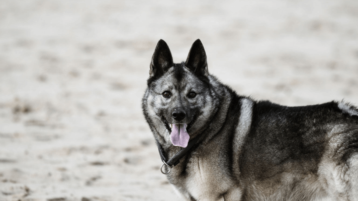 Chien d'élan norvégien gris