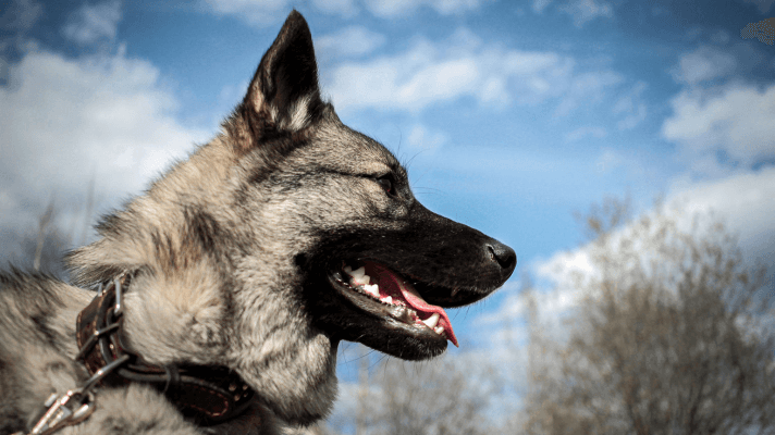 Chien d'élan norvégien gris