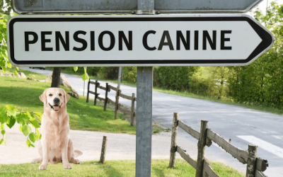 Pension chien Ille et vilaine :  8 meilleures adresses