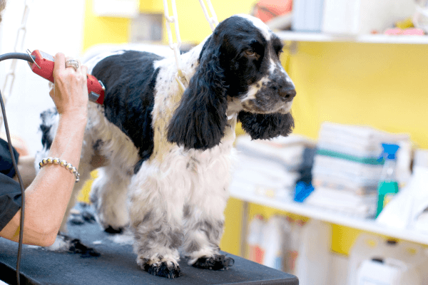 Toiletteur chien Lyon 7