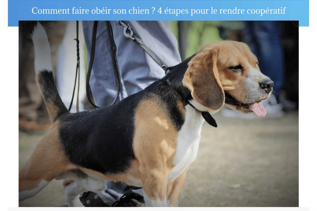 avoir un chien obéissant