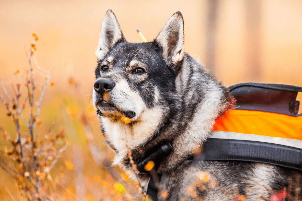 Chien d'élan gris majeur