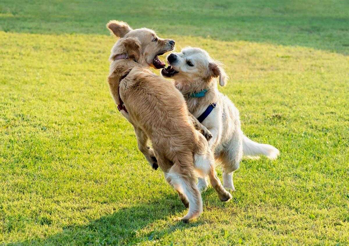 chiens agressifs jeu