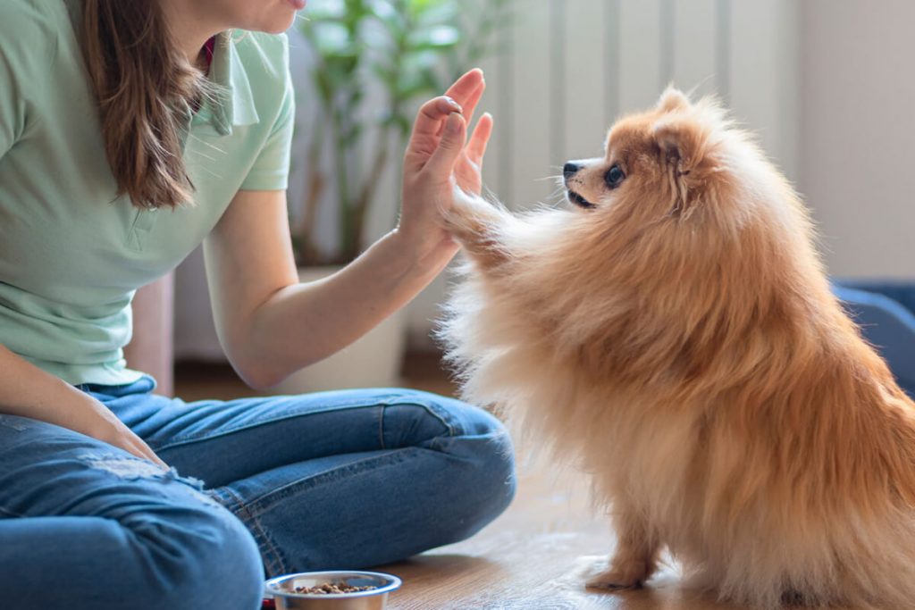 educateur canin pont-audemer