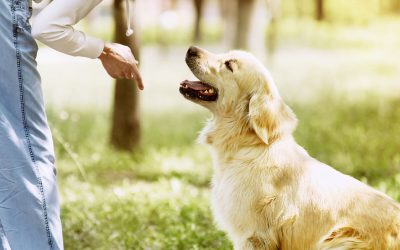 Comment choisir le bon éducateur canin à Pont-Audemer pour ton chien ? 7 points importants.