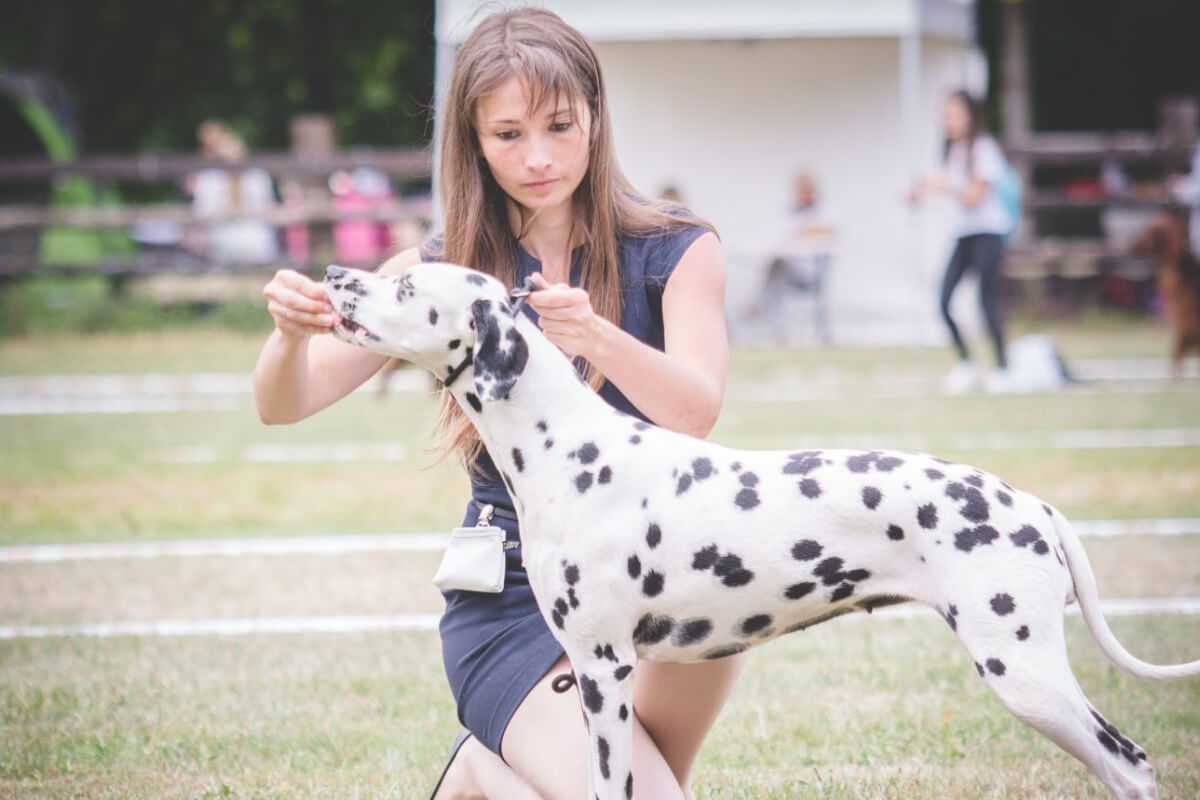 handler chien