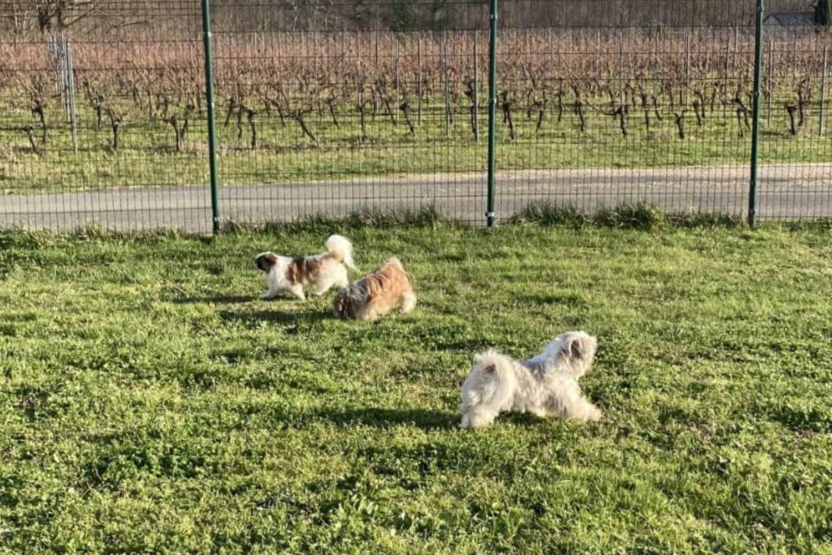 pension-canine-bordeaux pension canine bordeaux