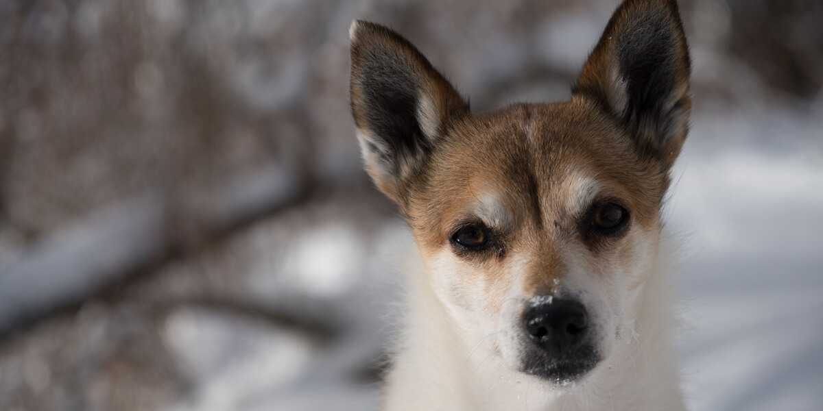 Chien norvégien des macareux