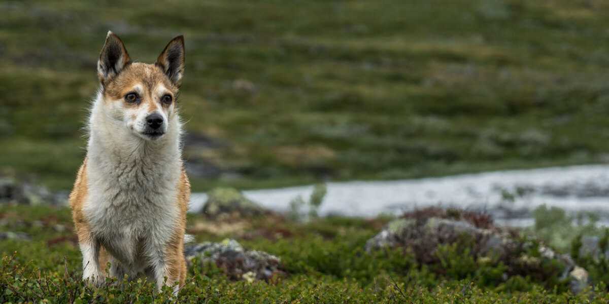 Chien norvégien macareux