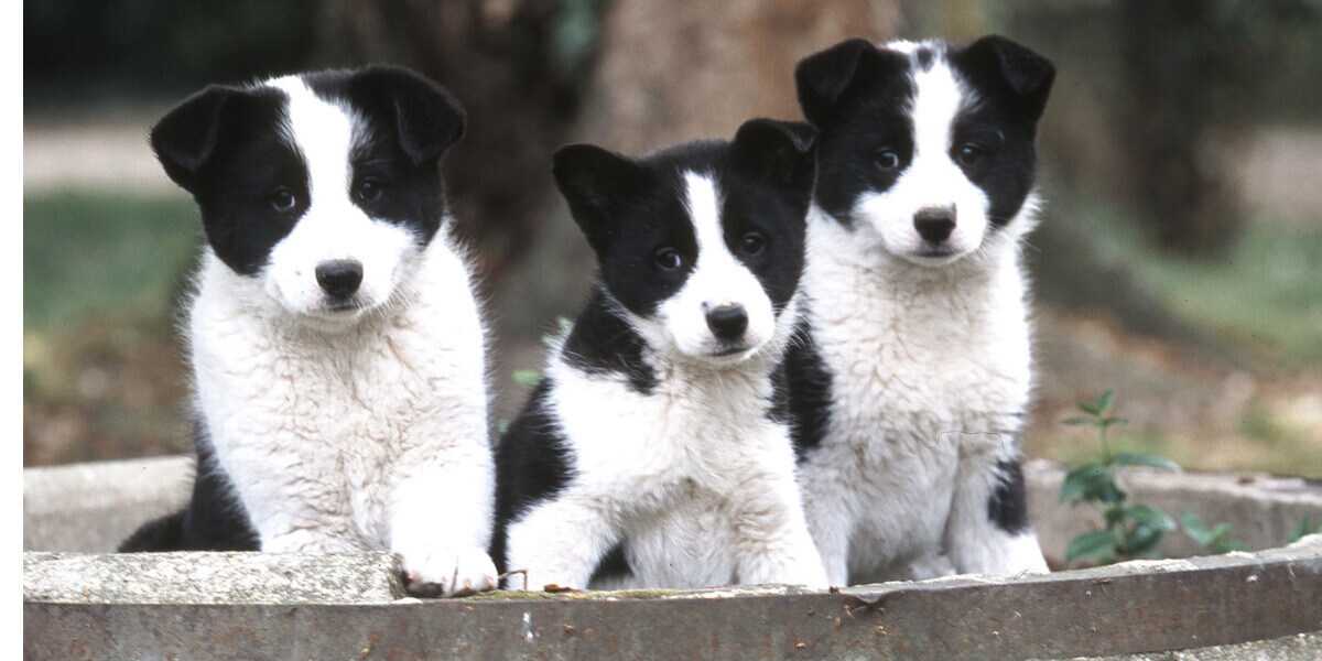 Chiens d'ours de Carélie