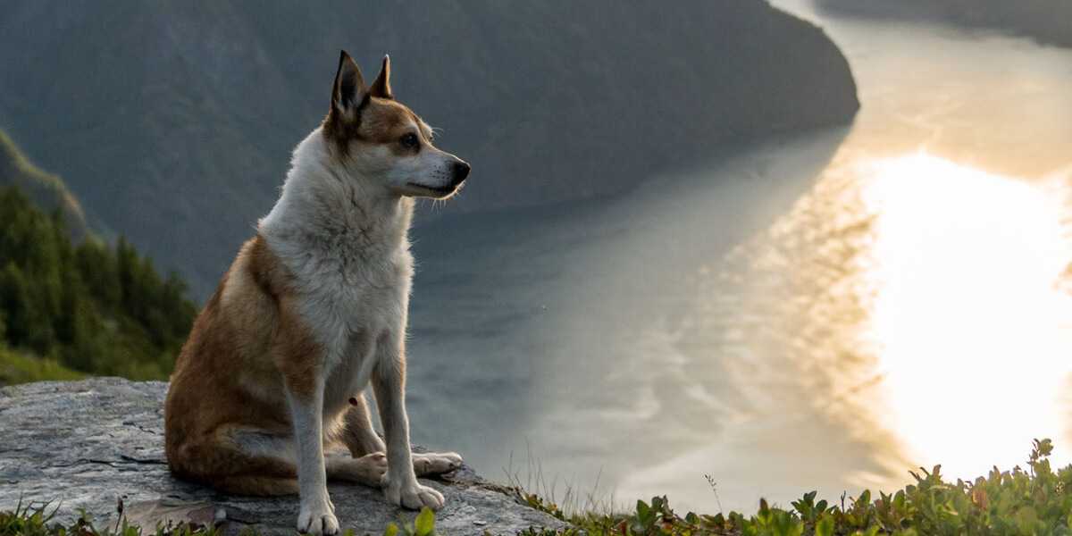 chiens norvégiens de macareux