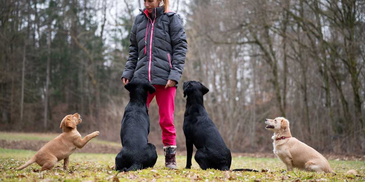 educateur canin Lyon