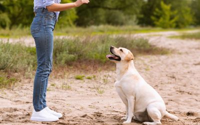 Comment choisir le bon éducateur canin à Lyon pour ton chien ? 5 conseils importants.