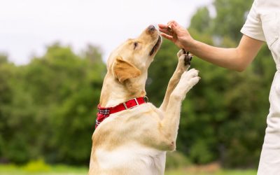 5 erreurs courantes à éviter lors de l’éducation de ton chien à Pont-Audemer