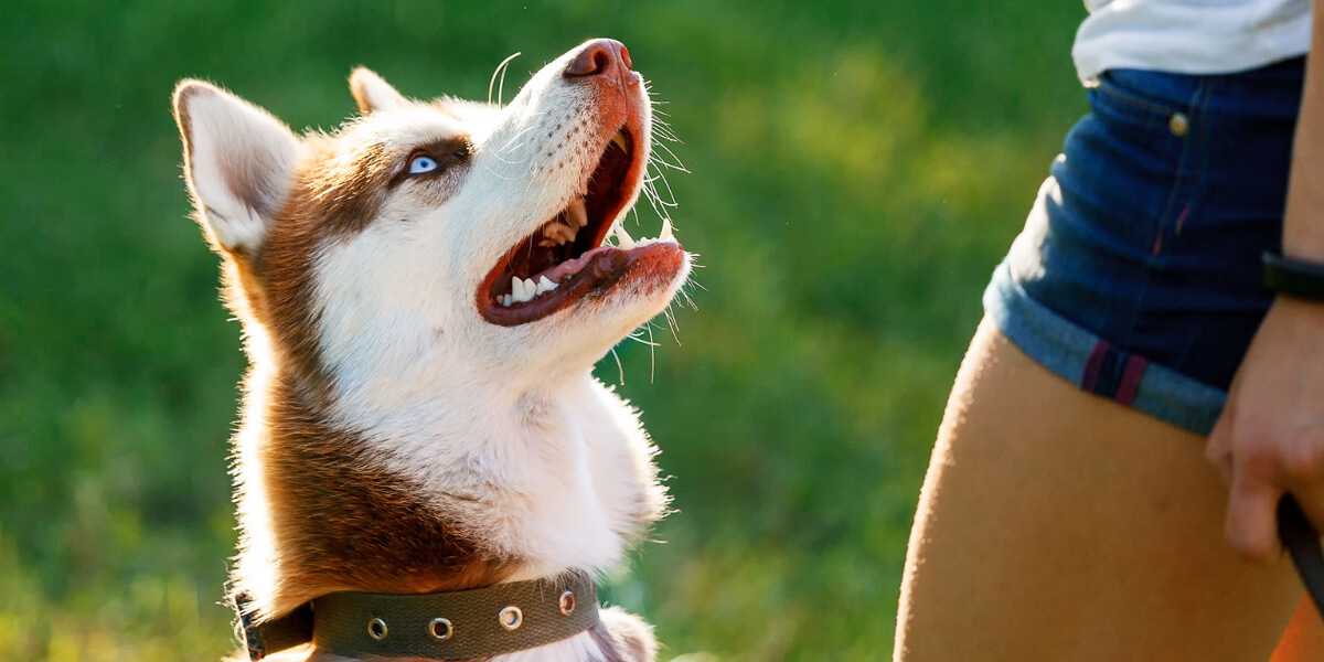 éducation canine Lyon