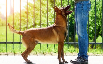 5 erreurs courantes à éviter lors de l’éducation de ton chien à Dinan