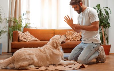 5 avantages à faire appel à un éducateur canin à domicile à Saint Malo