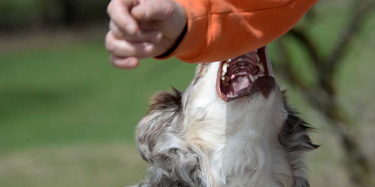 Les différentes raisons derrière les morsures de chien : comprendre 5 facteurs de déclenchement morsures de chien