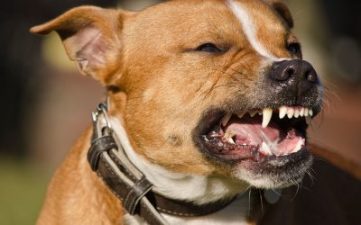 La responsabilité légale en cas de morsure de chien : le guide complet en 8 points
