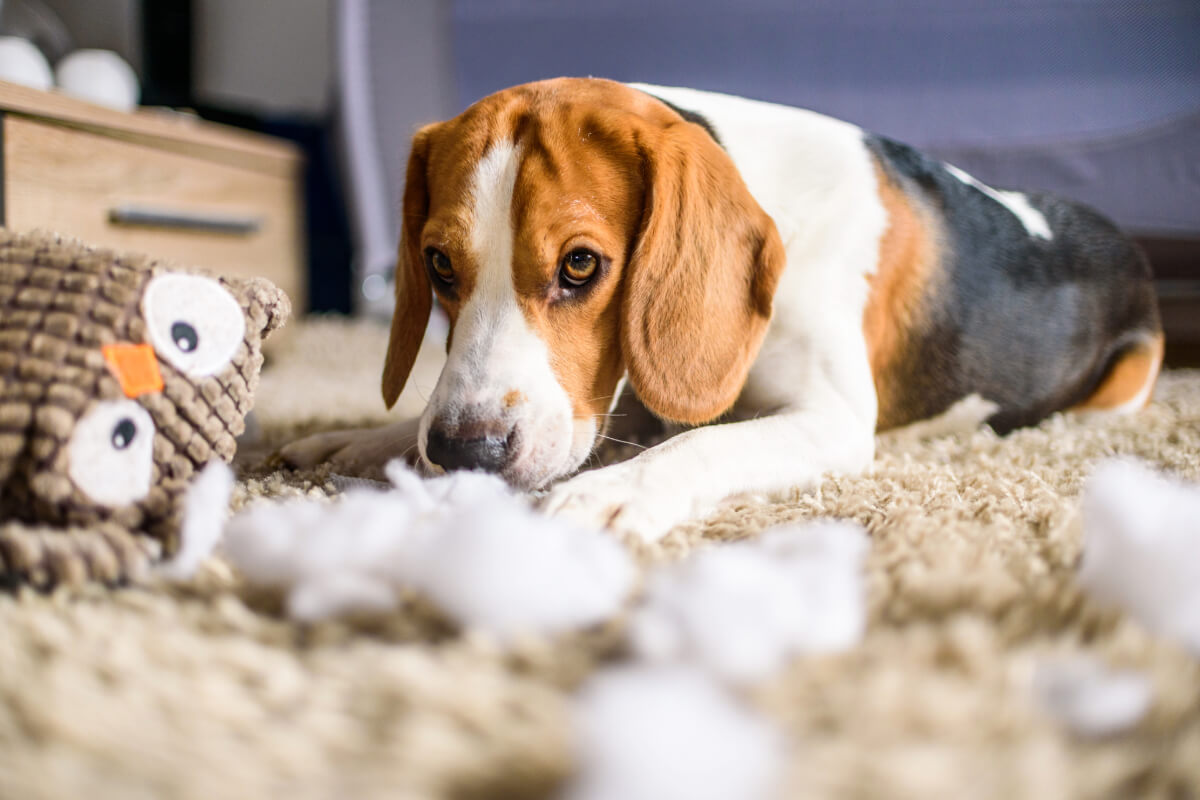 pourquoi on chien détruit ses jouets 
